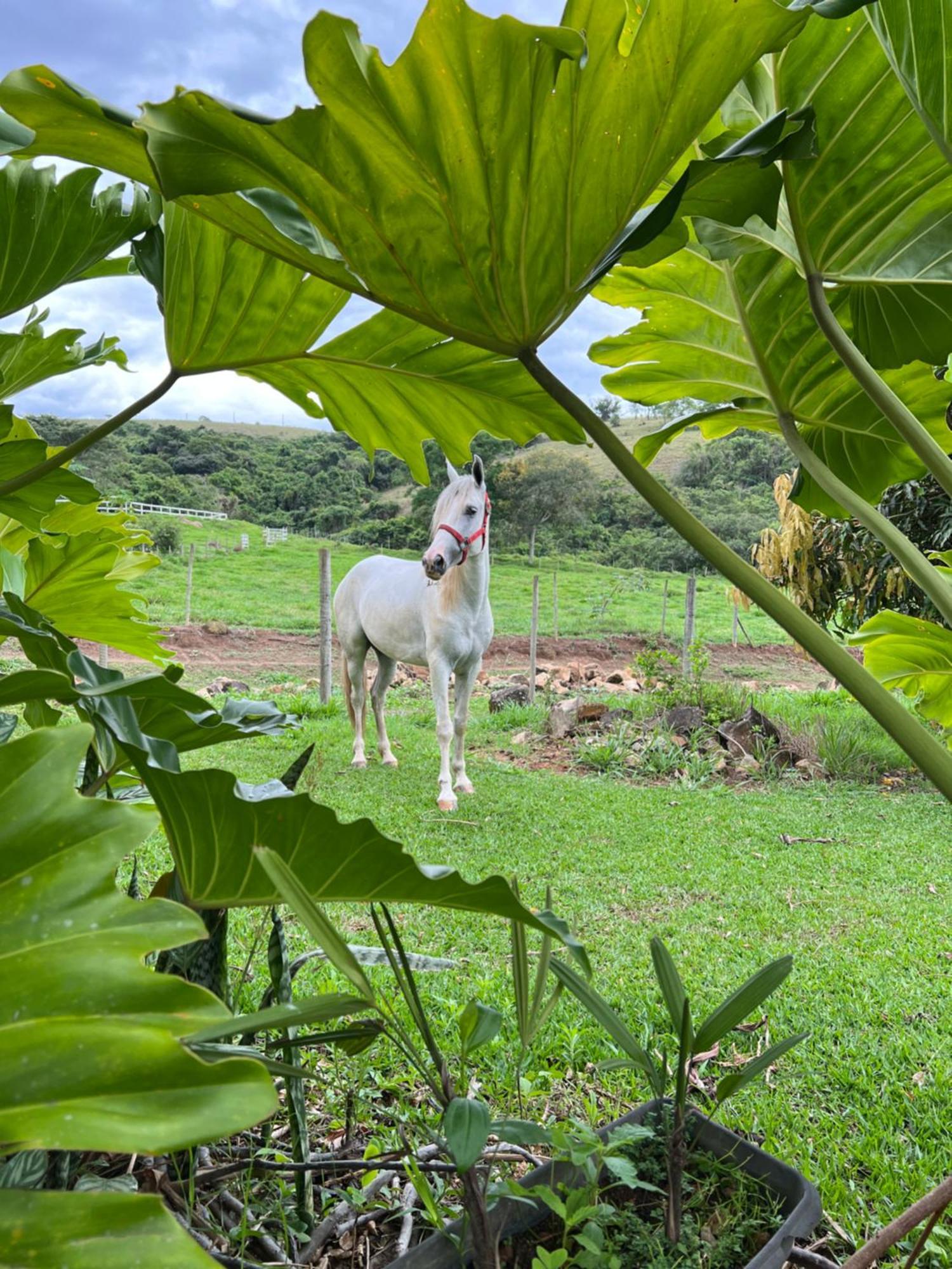 Отель Fazenda Do Engenho Santa Rita do Rio Abaixo Экстерьер фото