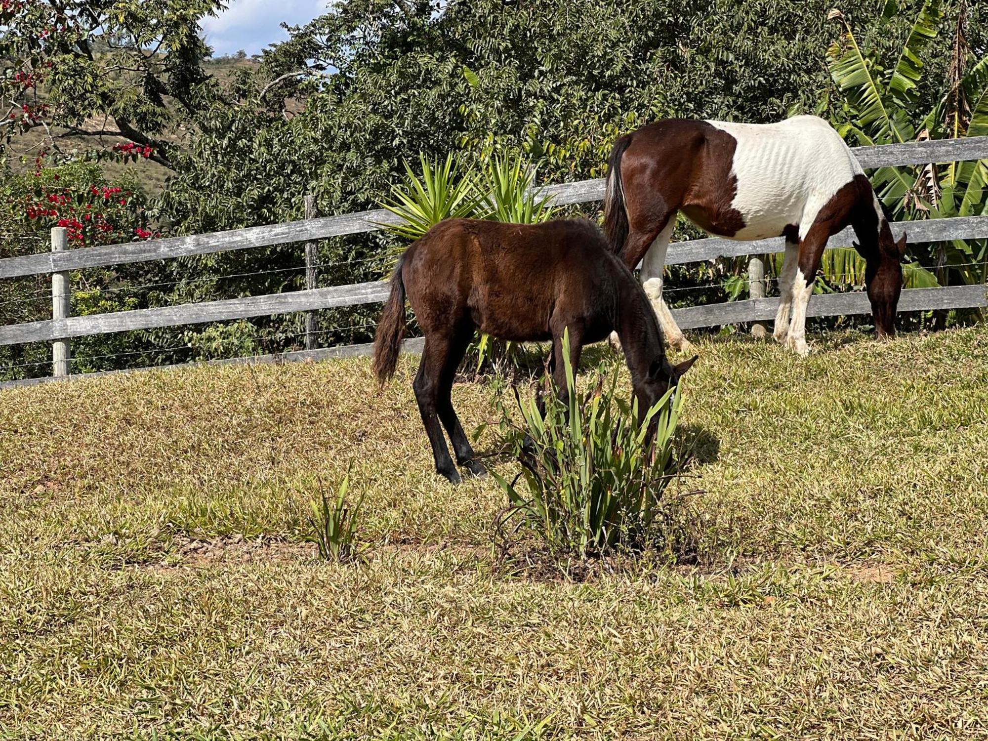 Отель Fazenda Do Engenho Santa Rita do Rio Abaixo Экстерьер фото